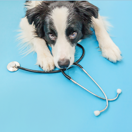 Veterinaria